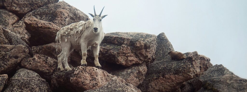 mountain goat in idaho springs