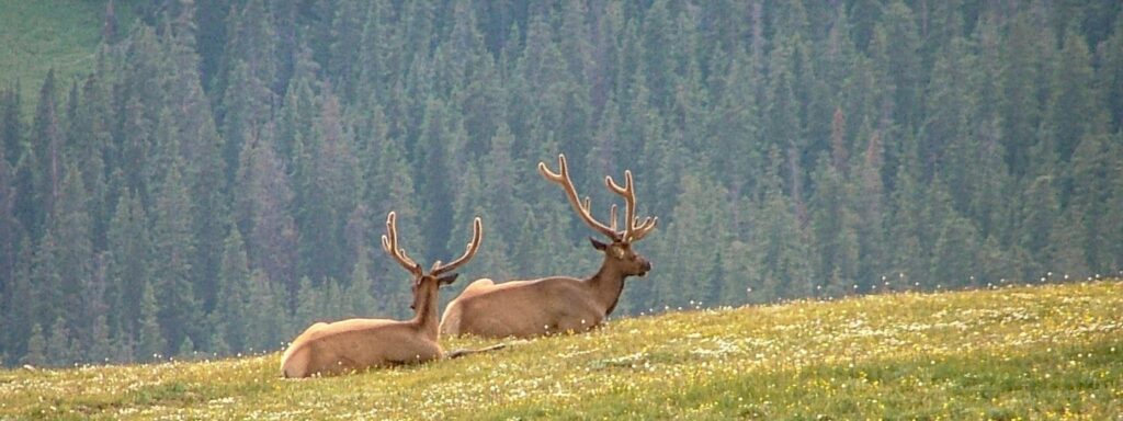 elk in winter park colorado