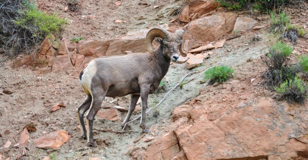 mountain goat on a rocky hillside near Clear Creek, CO