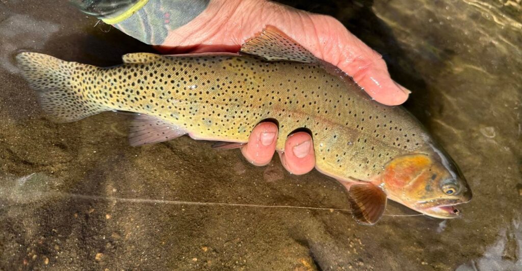 a trout being held by a person's hand on Clear Creek in Colorado