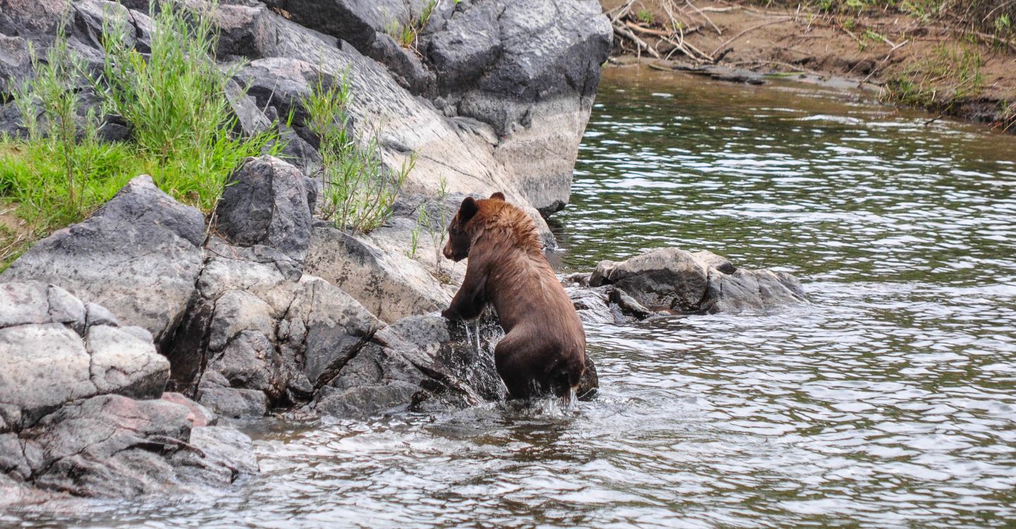 brown bear climbing out of the river